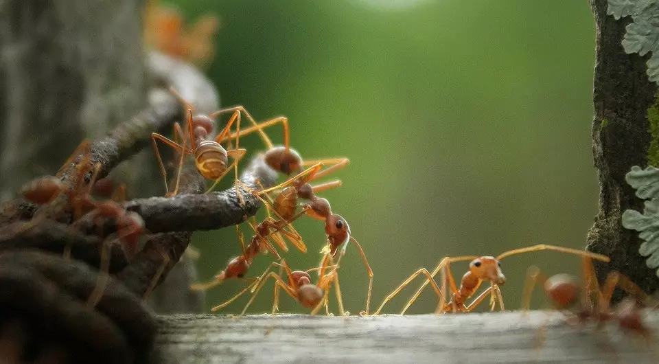 Ako sa zbaviť červených mravcov na záhrade av dome 3392_6