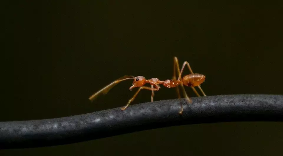 Kako se znebiti rdečih mravljev na vrtu in v hiši 3392_8
