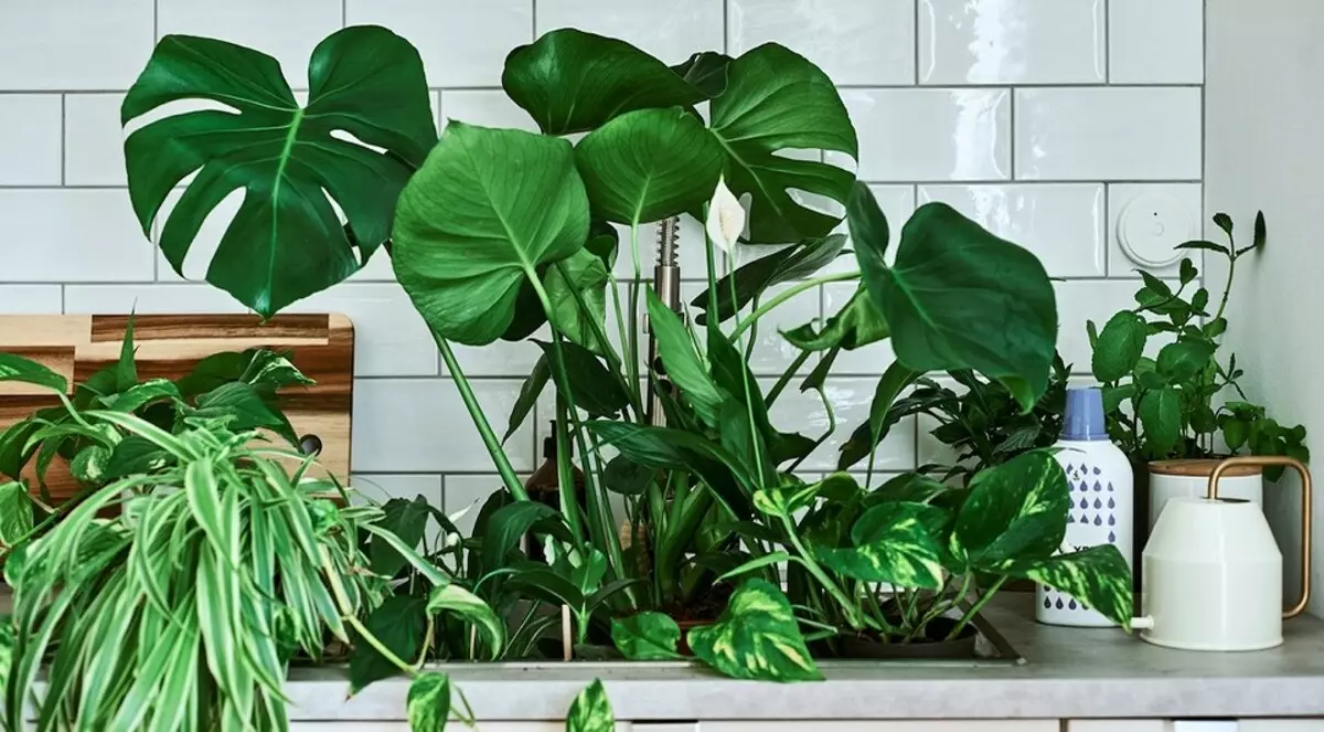 Soil humidity sensor and 7 more useful and budget products from IKEA for indoor plants
