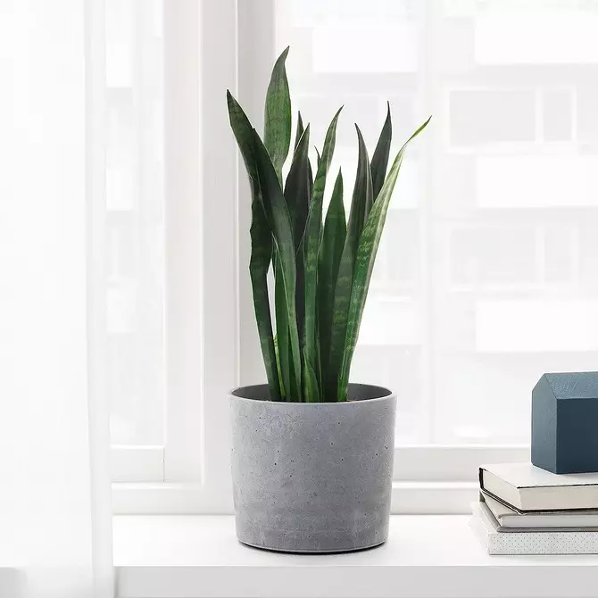 Soil humidity sensor and 7 more useful and budget products from IKEA for indoor plants 3412_22