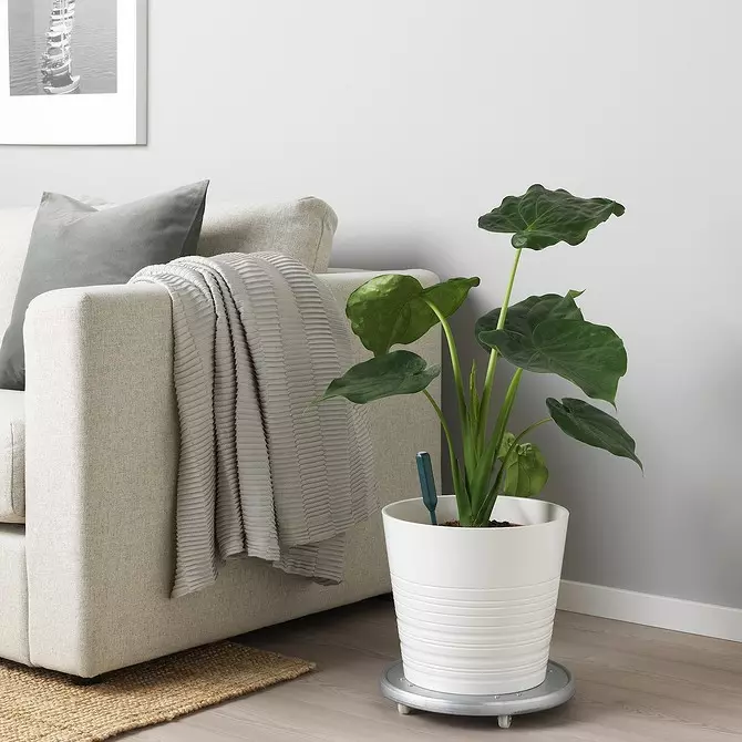 Talat nedvességérzékelő és 7 hasznos és költségvetési termék az IKEA-tól a beltéri növényekért 3412_6