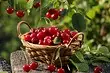 What can be planted next to the cherry: 5 best plants-neighbors