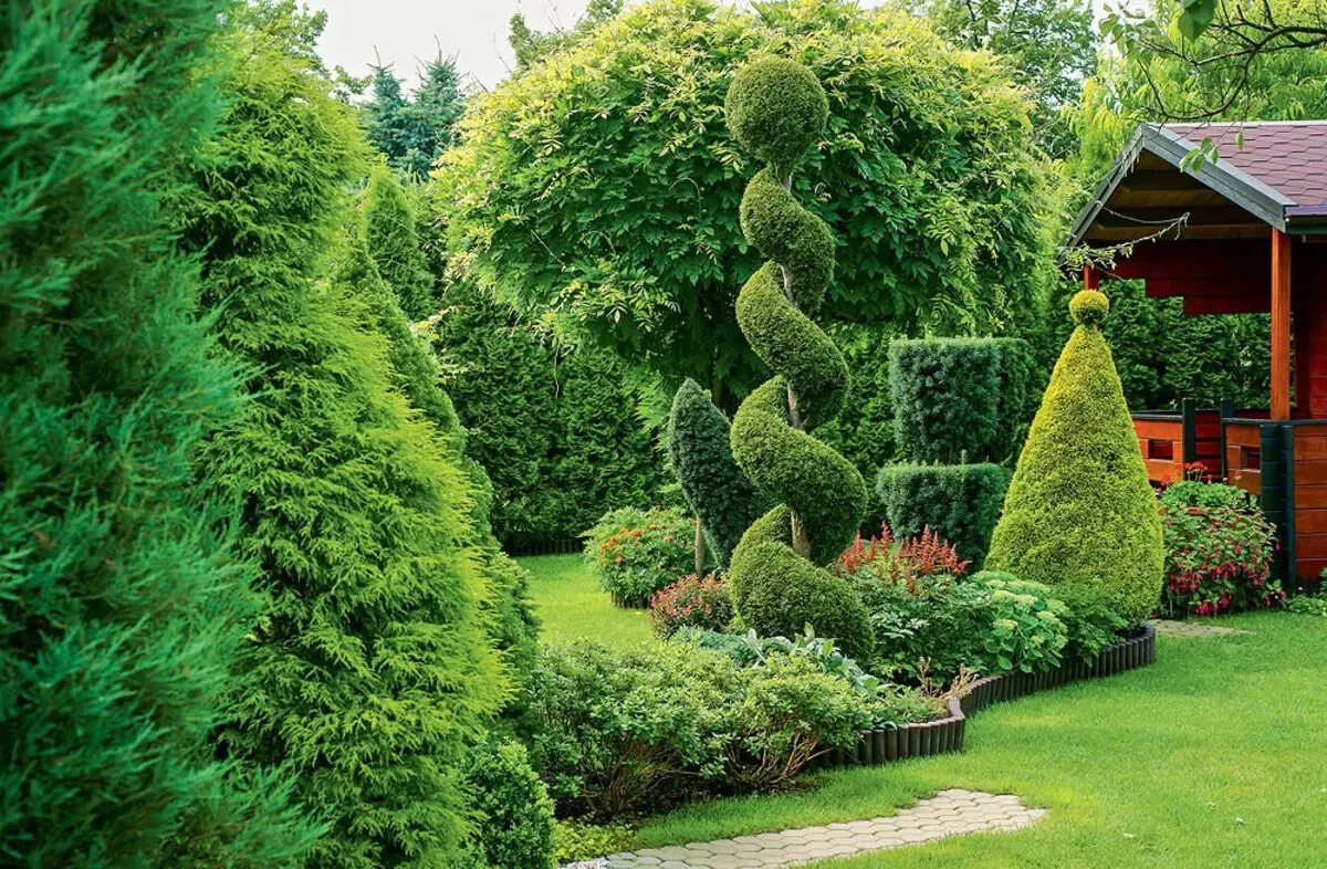 Features of decorative coniferous plants: 6 tips for choosing and care