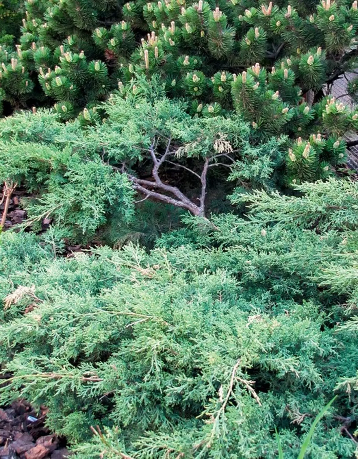 అలంకరణ coniferoust మొక్కల లక్షణాలు: ఎంచుకోవడం మరియు సంరక్షణ కోసం 6 చిట్కాలు 34335_14
