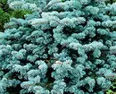 అలంకరణ coniferoust మొక్కల లక్షణాలు: ఎంచుకోవడం మరియు సంరక్షణ కోసం 6 చిట్కాలు 34335_25