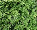 అలంకరణ coniferoust మొక్కల లక్షణాలు: ఎంచుకోవడం మరియు సంరక్షణ కోసం 6 చిట్కాలు 34335_26
