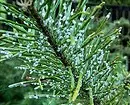 Caracteristicile plantelor de conifere decorative: 6 sfaturi pentru alegerea și îngrijirea 34335_27
