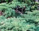 Caracteristicile plantelor de conifere decorative: 6 sfaturi pentru alegerea și îngrijirea 34335_6