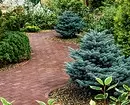 Caracteristicile plantelor de conifere decorative: 6 sfaturi pentru alegerea și îngrijirea 34335_8