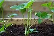 4 types of beds under the strawberries and their proper preparation in spring with their own hands