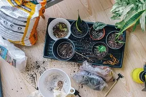 8 نباتات لإعطاء، والتي يمكنك البدء في النمو في المنزل والزرع بعد الموقع 3464_1