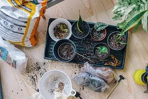 8 plantas para dar, que pode comezar a crecer na casa e ao transplante despois do sitio 3464_1