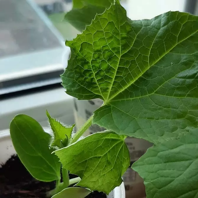 8 plantas para dar, que puede comenzar a crecer en casa y trasplante después del sitio. 3464_10