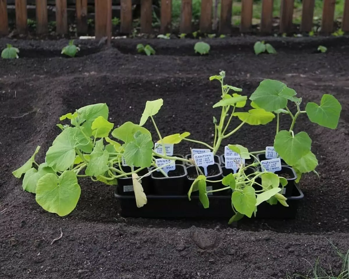 8 نباتات لإعطاء، والتي يمكنك البدء في النمو في المنزل والزرع بعد الموقع 3464_16