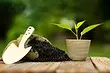 8 plantas de las que se puede hacer fertilizantes (¡y ahorrar!)