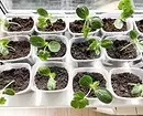 8 plantas para dar, que puede comenzar a crecer en casa y trasplante después del sitio. 3464_20