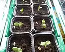 8 گیاه برای دادن، که شما می توانید شروع به رشد در خانه و پیوند پس از سایت 3464_21