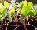 د ورکولو لپاره نباتات، کوم چې تاسو کولی شئ په کور کې وده وکړئ او د سایټ وروسته د تولید مخه ونیسي 3464_28
