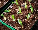 8 نباتات لإعطاء، والتي يمكنك البدء في النمو في المنزل والزرع بعد الموقع 3464_3