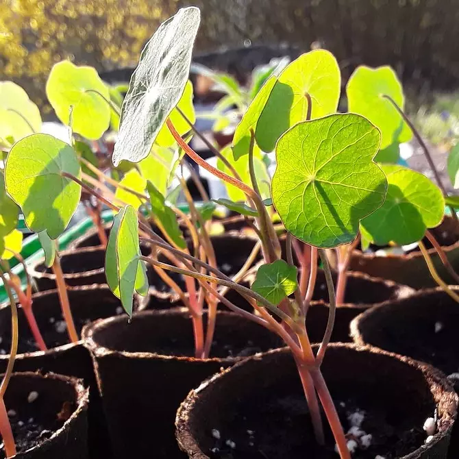 8 biljaka za davanje, koje možete početi rasti kod kuće i transplantat nakon web-lokacije 3464_30