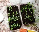 8 گیاه برای دادن، که شما می توانید شروع به رشد در خانه و پیوند پس از سایت 3464_34
