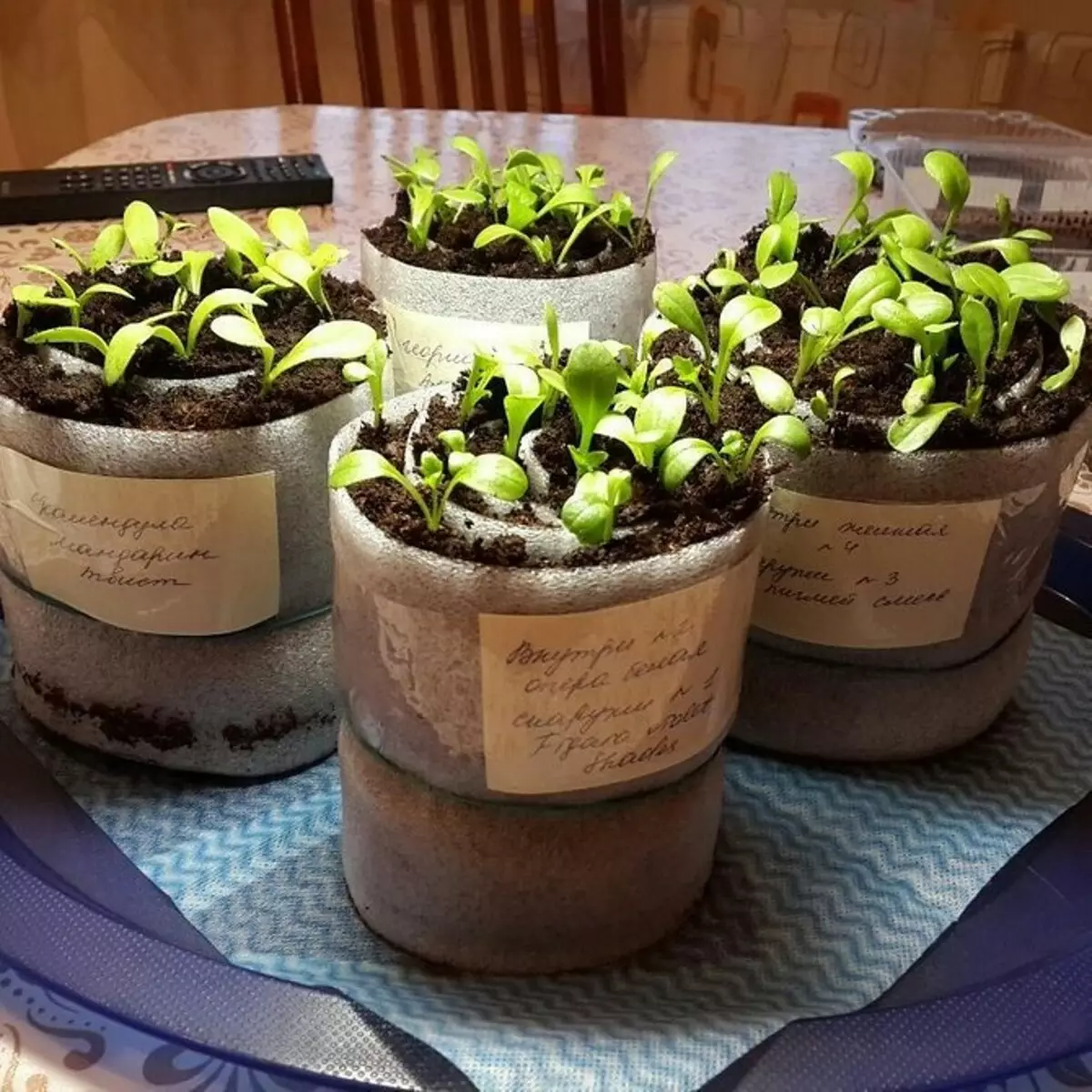 8 plantas para dar, que pode comezar a crecer na casa e ao transplante despois do sitio 3464_35