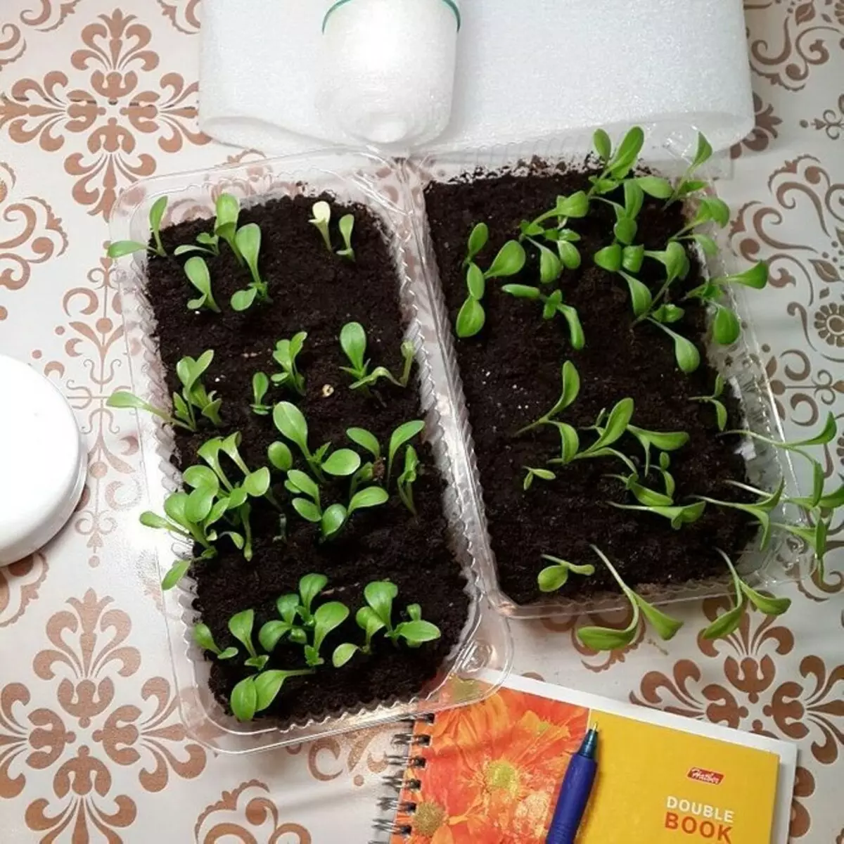8 گیاه برای دادن، که شما می توانید شروع به رشد در خانه و پیوند پس از سایت 3464_36
