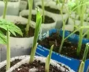 8 plantas para dar, que puede comenzar a crecer en casa y trasplante después del sitio. 3464_4