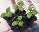 8 рослин для дачі, які ви можете почати вирощувати вдома і пересадити після на ділянці 3464_9