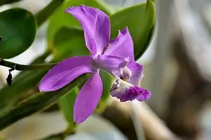 Як «змусити» цвісти орхідею: 6 рад, які допоможуть 35162_1