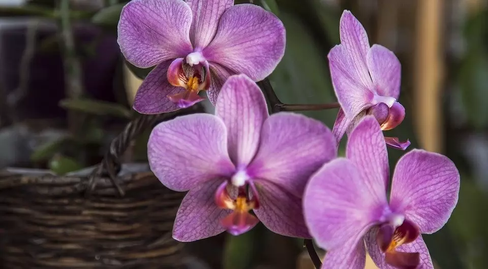 Bloom orkide-ni qanday qilish kerak: yordam beradigan 6 ta maslahat 35162_10