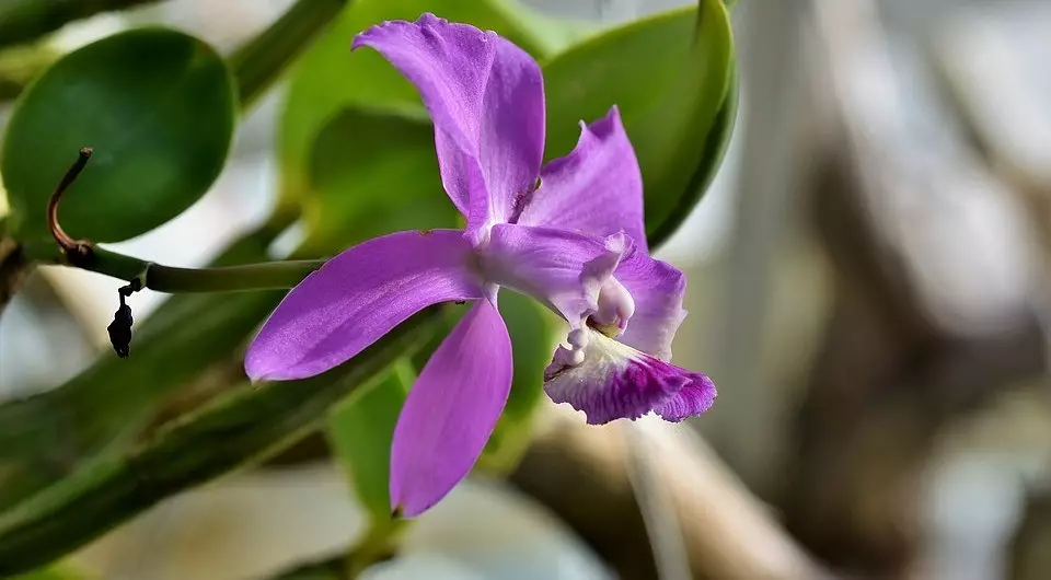 Hoe kinne jo "Bloom Orchid" meitsje: 6 tips dy't sille helpe
