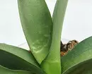 Як «змусити» цвісти орхідею: 6 рад, які допоможуть 35162_4