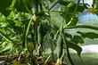 9 migliori cetrioli per serra