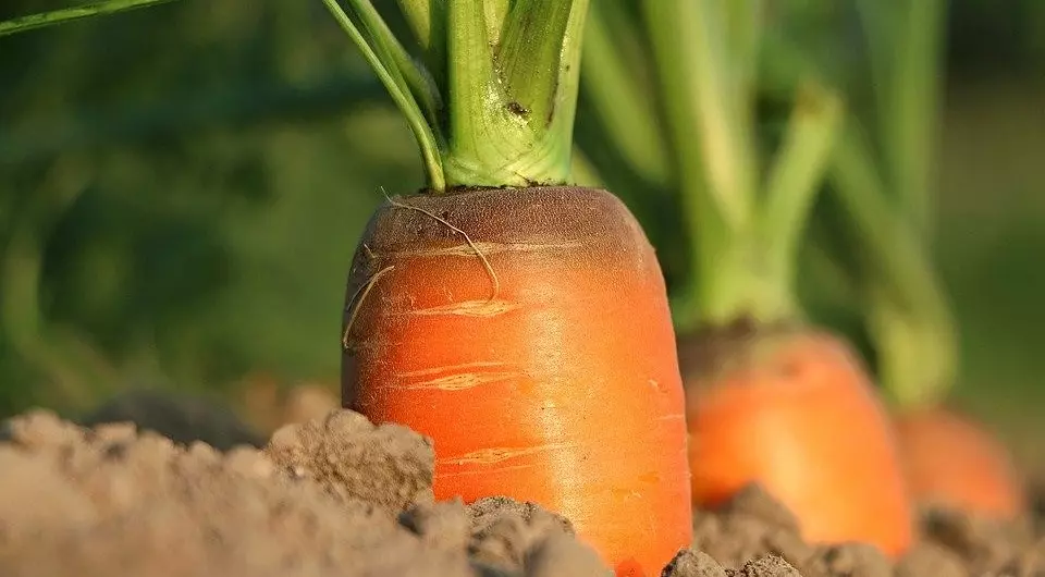 Garten in einem städtischen Wohnung: 7 Früchte und Gemüse, die Sie leicht erwachsen werden, wenn es keine Hütte gibt 3557_13