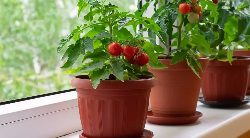 Garden in an urban apartment: 7 fruits and vegetables that you easily grow up if there is no cottage