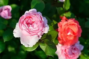 Como plantar rosas na primavera despois da compra: guía detallada para xardineiros 3605_1