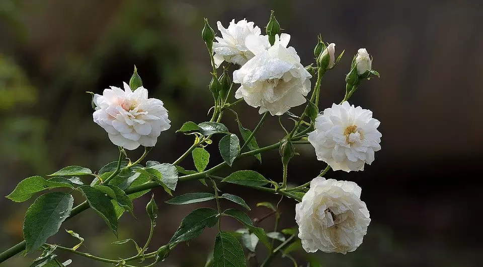 Comment planter des roses au printemps après l'achat: guide détaillé pour les jardiniers 3605_10