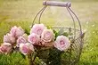 Pflege für Rosen im Frühjahr: Eine einfache Checkliste von 6 Punkten, die nach dem Winter auftreten