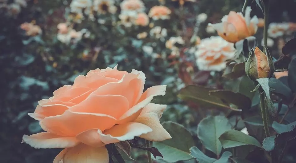 Comment planter des roses au printemps après l'achat: guide détaillé pour les jardiniers 3605_12