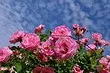 Perché non fiorisce Rose e come ripararlo: 10 motivi e consigli utili