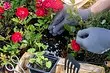 10 bästa vårgödselmedel för rosor