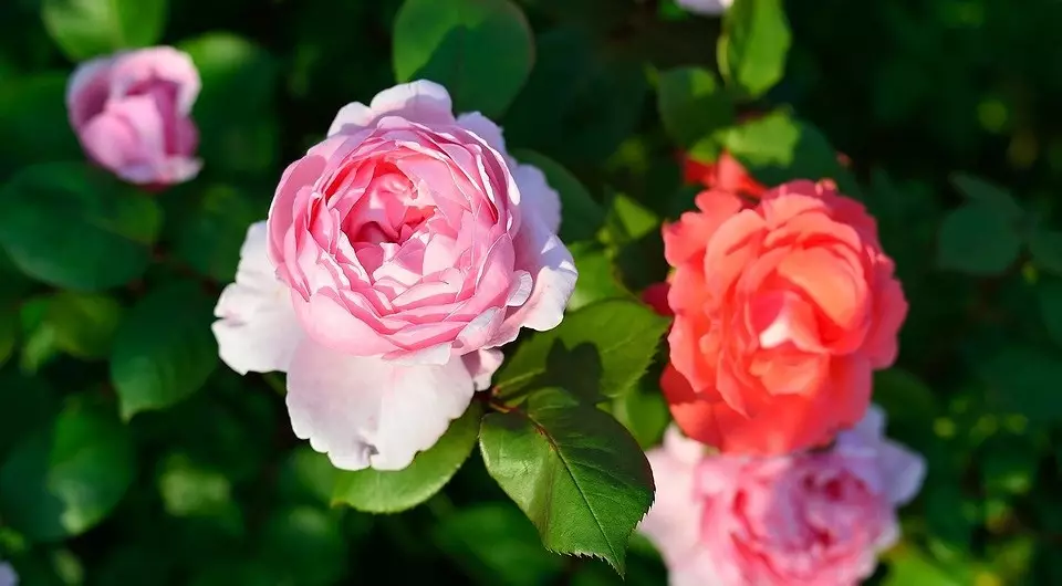 Cara menanam mawar di musim semi setelah pembelian: Panduan terperinci untuk tukang kebun