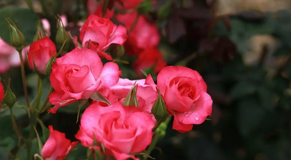 Come piantare le rose in primavera dopo l'acquisto: Guida dettagliata per giardinieri 3605_3