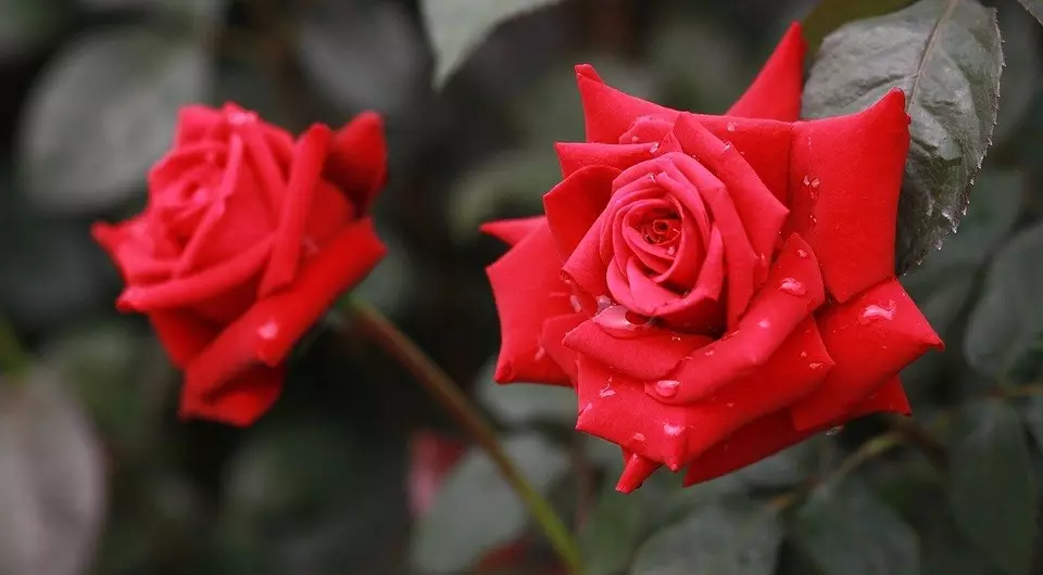 خریداری کے بعد موسم بہار میں گلاب کیسے لگائیں: باغیوں کے لئے تفصیلی گائیڈ 3605_5