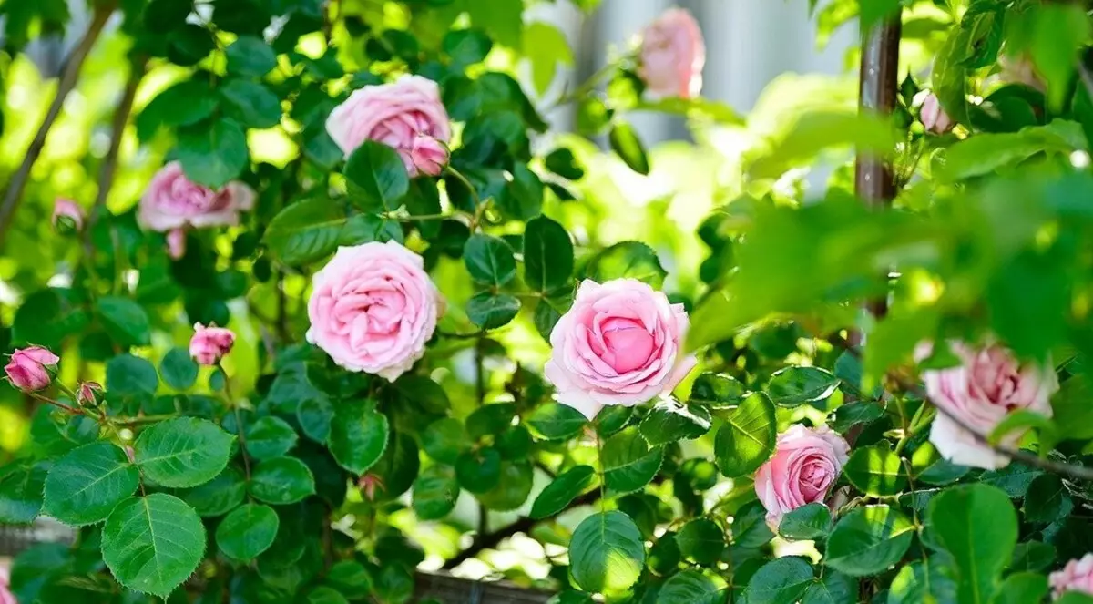 Paano magtanim ng mga rosas sa tagsibol pagkatapos ng pagbili: detalyadong gabay para sa mga gardeners 3605_8