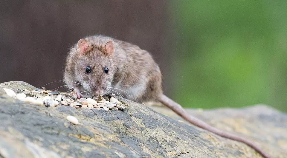 Com desfer-se de les rates en una casa privada i a la trama