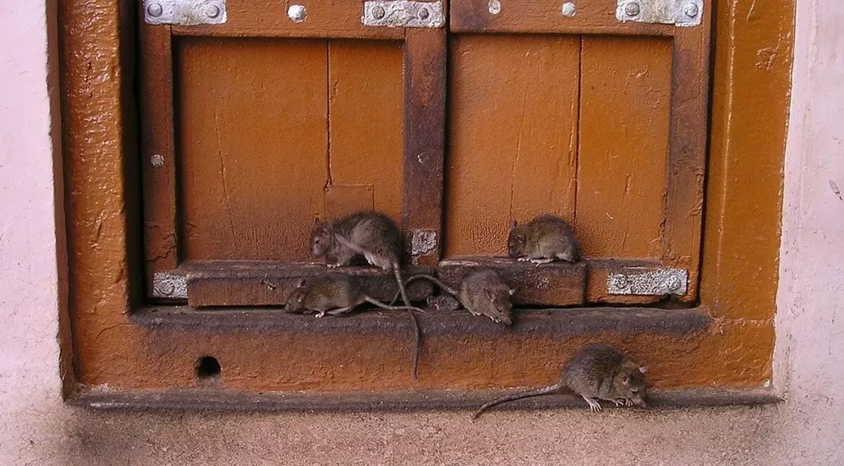 Sådan slippe af med rotter i et privat hus og på plottet 3642_3