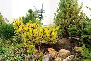 वसंत में conifers की देखभाल में सबसे महत्वपूर्ण मामलों में से 6 3647_1