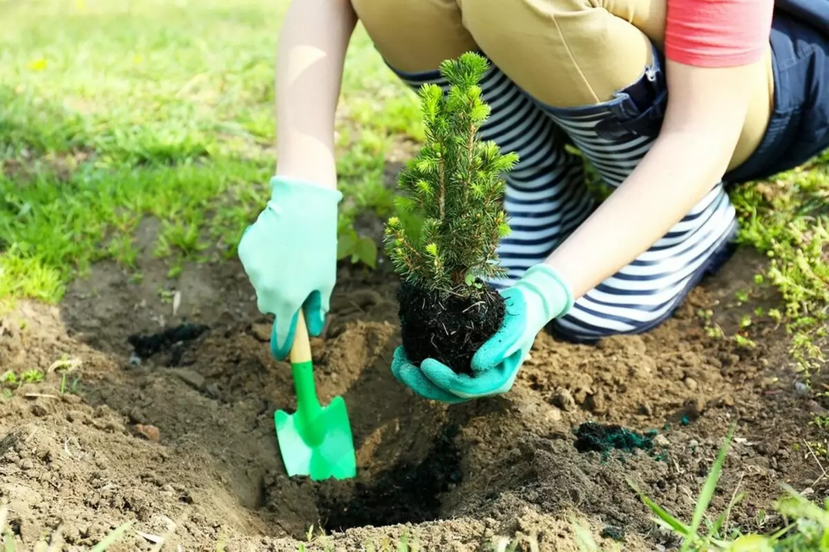 6 mill-iktar każijiet importanti fil-kura tal-koniferi fir-rebbiegħa 3647_16